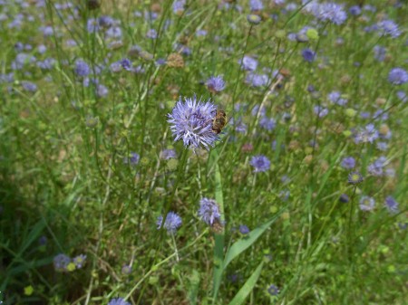 Jasione des montagnes